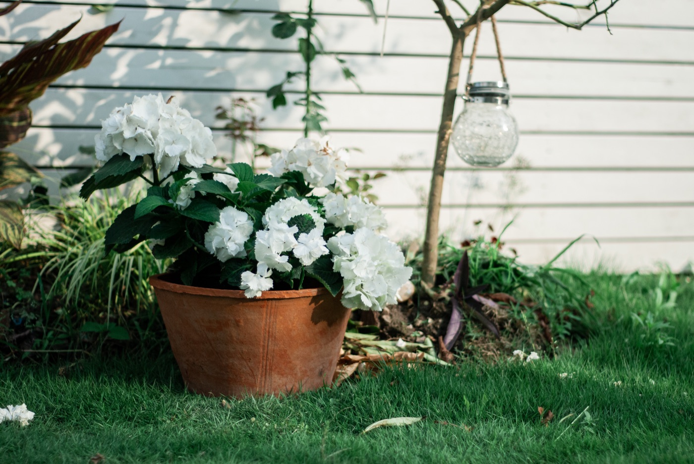 TAO-POTS classic terracotta planter range in a garden setting